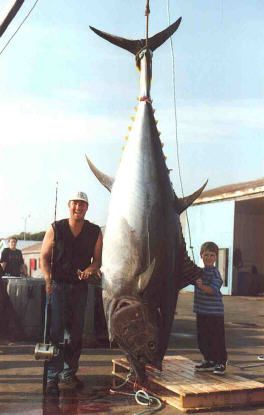 photo of grander bluefin tuna - 1165 lbs - caught by John Whalen using stand-up tackle - Nova Scotia