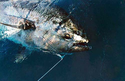 photo of grander bluefin tuna - 1165 lbs - caught stand-up by John Whalen - Nova Scotia