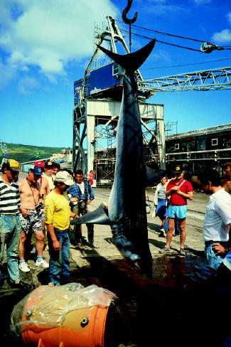 photo of mako shark - 610 lbs - Azores