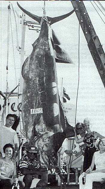 Photo of largest marlin ever caught on rod and reel - 1805 lbs - Choy's Monster - Honolulu, Hawaii