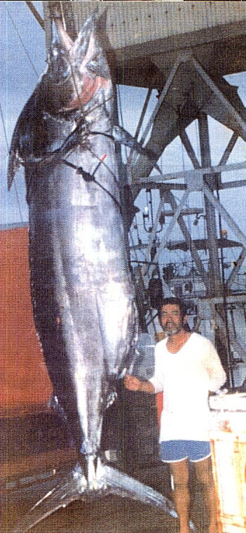 Photo of largest marlin ever caught - 2,200 lbs - Okinawa commercial handline fisherman
