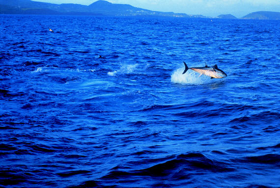 Jumping giant bluefin tuna photo - 700 to 800 lbs - Azores