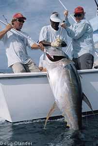 yellowfin tuna photo - 225 lbs - Hannibal Bank, Panama, Coiba Adventure