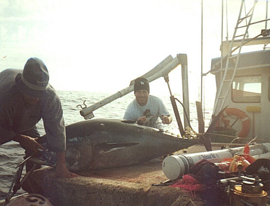photo of giant bluefin tuna - 485 lbs - caught stand-up by John Whalen in 19999 off Nova Scotia