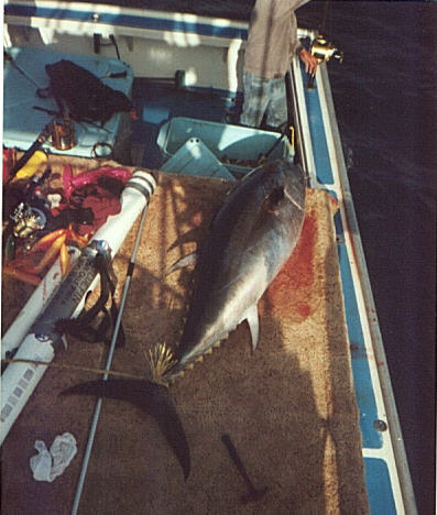 photo of giant bluefin tuna - 523 lbs - caught stand-up by John Whalen in Nova Sciotia 1999