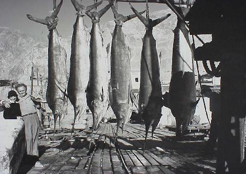 Photo of 5 Pacific blue marlin and 1 black marlin - Michael and Helen Lerner - 1940 Peru-Chile Expedition
