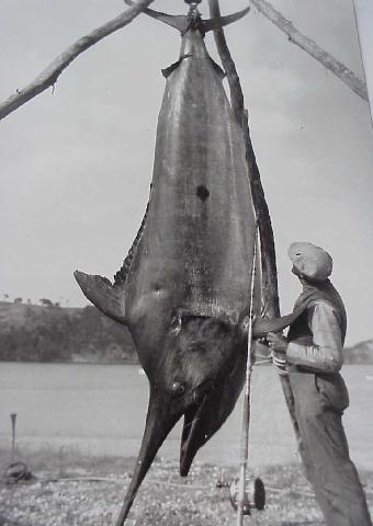 biggest black marlin