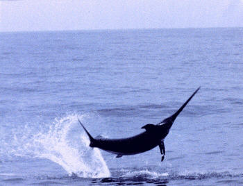 photo of an acrobatic swordfish