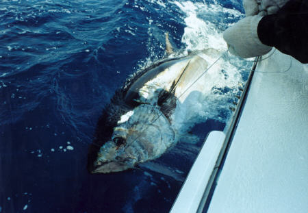 Giant bluefin tuna - 500 lbs