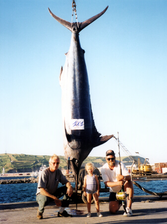 Photo of Atlantic blue marlin - 1001 lbs - caught stand-up - Azores