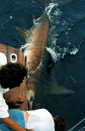 Photo of the release of the world record blue marlin - 1400 lbs - Azores