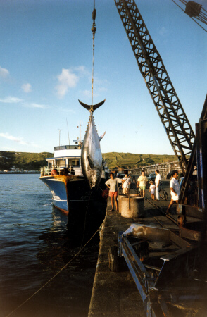 Giant bluefin tuna photo - 1002 lbs - Azores