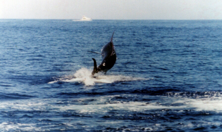 Photo of Atlantic blue marlin of 2000 lbs - Azores