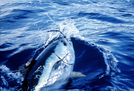Bigeye tuna photo - Azores