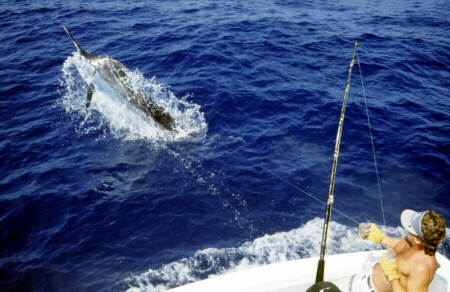 Photo of big blue marlin on the leader in the Azores