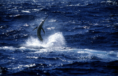 Atlantic blue marlin photo - Azores