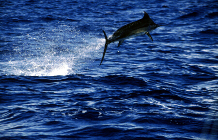 Photo of large blue marlin - Azores