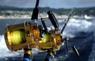 Photo of reels used to catch grander blue marlin