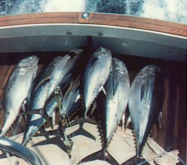 Photo of seven bigeye tuna weighing from 200 to 325 lbs - Jack Cashman - Hudson Canyon