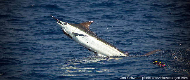 300 lb blue marlin released off Hawaii