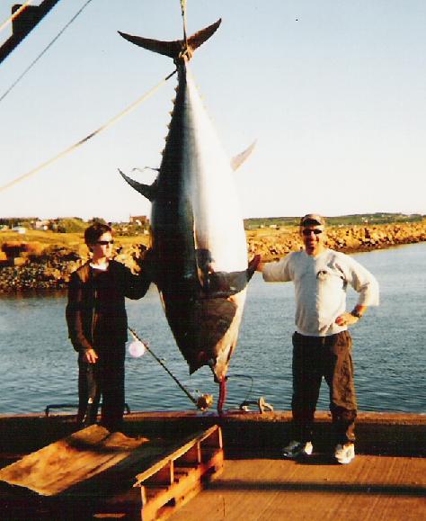 Photo of giant bluefin tuna weighing 983 lbs.