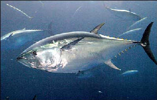 bluefin tuna underwater