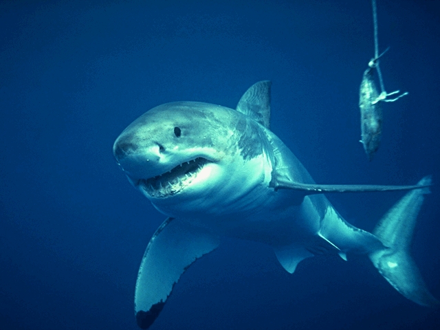 photo of great white shark
