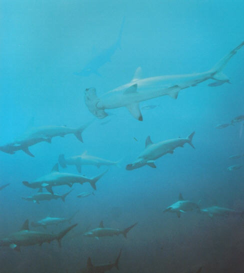photo of hammerhead sharks concentrated for spawning
