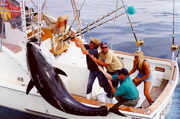 photo of bluefin tuna 900 lbs Tuna Hunter off Rockport MA