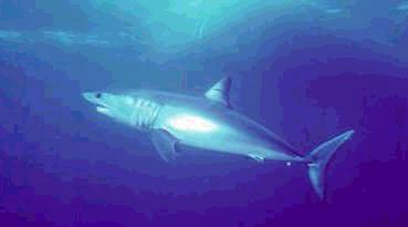 mako shark photo swimming