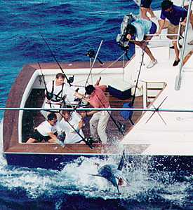 Photo of grander marlin on the leader