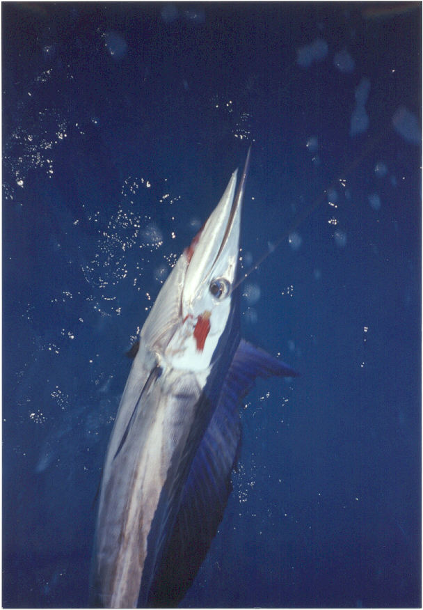 photo of Pacific shortbill spearfish
