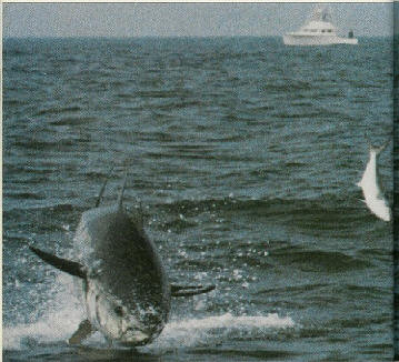 700 lb giant bluefin chasing a bluefish