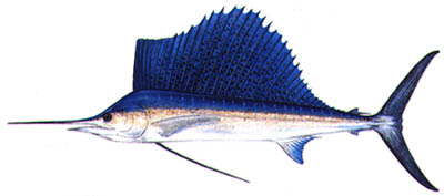 Fish of Florida: Sailfish