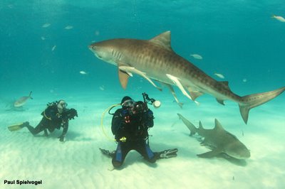 tiger shark and scuba divers