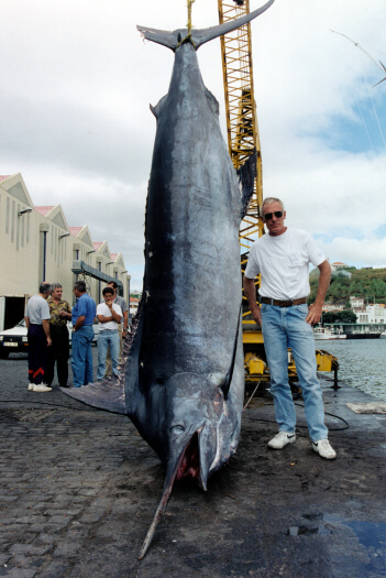 Photos Of Atlantic Blue Marlin Including World Records Page